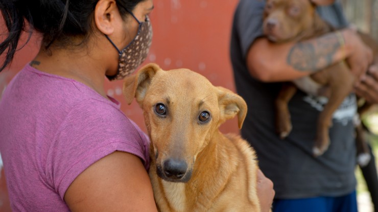 Atención gratuita a mascotas en La Capilla